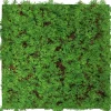 Jangal Wanddekoration^Wandpaneel Modular Wall Thuja Tea Tree 52 x 52 cm
