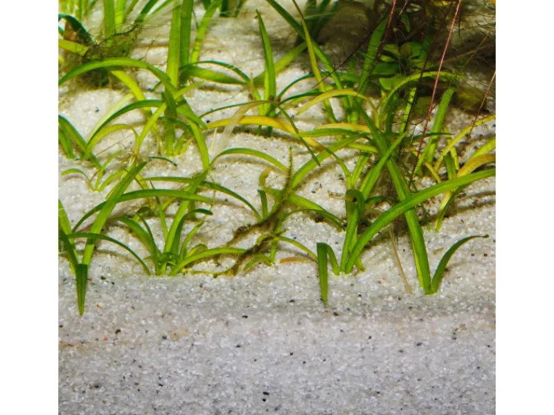 JBL Terraristik^Aquarium Bodengrund Sansibar River 5 kg