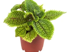 Weitere Regale^Kanonierblume "Moon Valley" Höhe ca. 5 - 10 cm Topf-Ø ca. 6 cm