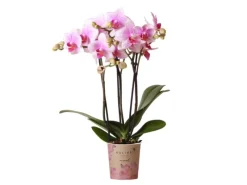 Kolibri Orchids Rosa Phalaenopsis Orchidee Mineral Rotterdam Topfgröße 9cm