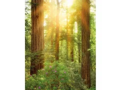 Komar Fototapeten^Fototapete Vlies Redwood 200 x 260 cm