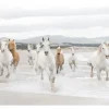 Komar Fototapeten^Fototapete White Horses 368 cm x 254 cm FSC®