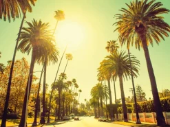 Komar Poster^Wandbild Palm Alley 70 x 50 cm