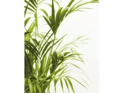 Komar Poster^Wandbild Reed Leaves 40 x 50 cm