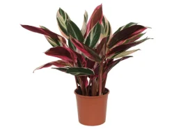 GROW by OBI Weitere Regale^Korbmarante "Triostar" Höhe ca. 50 - 55 cm Topf-Ø ca. 14 cm