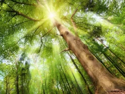 Pro Art Kunstleinwand auf Keilrahmen 60 cm x 80 cm