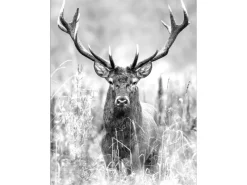 Pro Art Leinwandbild Basic Anonymus Grey Deer Head II 77 cm x 57 cm