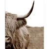 Pro Art Bilder^Leinwandbild Basic Anonymus Scott. Highland Cattle ll 77 cm x 57 cm