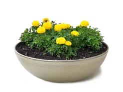 matches21 HOME&HOBBY Pflanzschale für Draussen in beige 30 x 9 cm