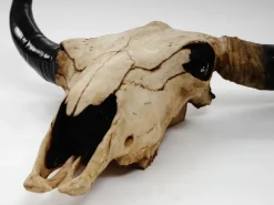 MCW Dekorative Figuren^Deko Schädel Longhorn Natur