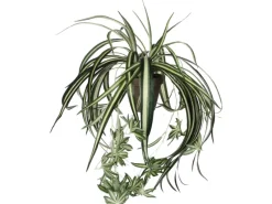 Mica Decorations Kunstpflanze Chlorophytum in Topf H 45 cm, Ø: 45 cm