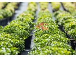 Pieris Japonica Bonfire Japanische Lavendelheide Rot 20–25 cm