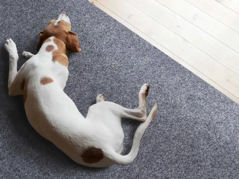 Primaflor Tapezierzubehör^Sauberlauf Picollo GrauBlau 1,00m x 22,50m