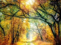 Pro Art Bild Canvas-Art Sunset In The Forest II 120 cm x 90 cm