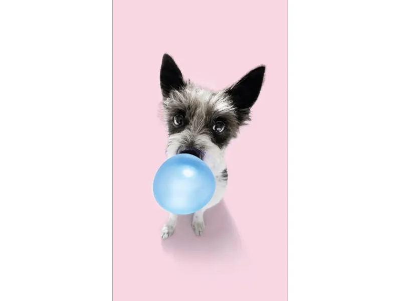 Pro Art Bilder^Dekopanel Hund Chewing Gum 30 cm x 15 cm