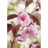 Farbtester^Prunus Serrulata Royal Burgundy Zierkirsche Dunkelrosa 40–60 cm