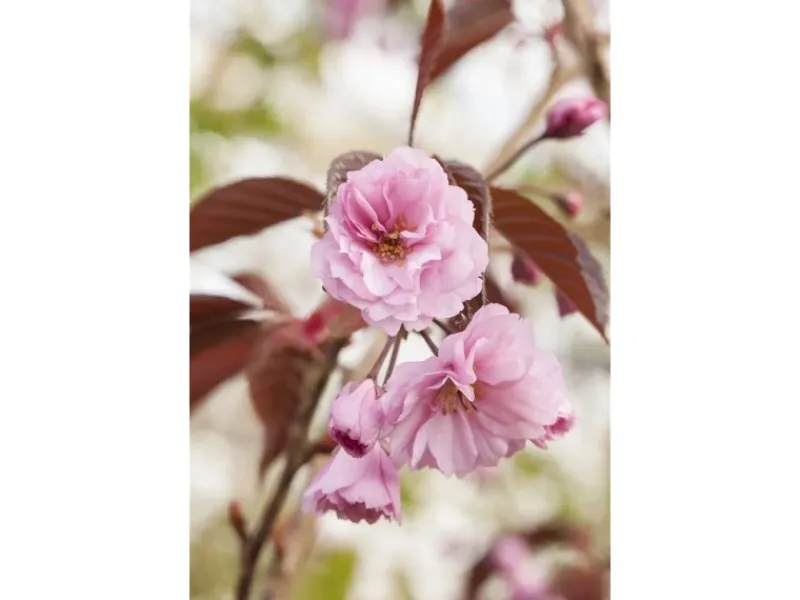 Farbtester^Prunus Serrulata Royal Burgundy Zierkirsche Dunkelrosa 40–60 cm