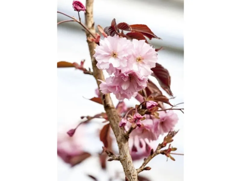Farbtester^Prunus Serrulata Royal Burgundy Zierkirsche Dunkelrosa 40–60 cm