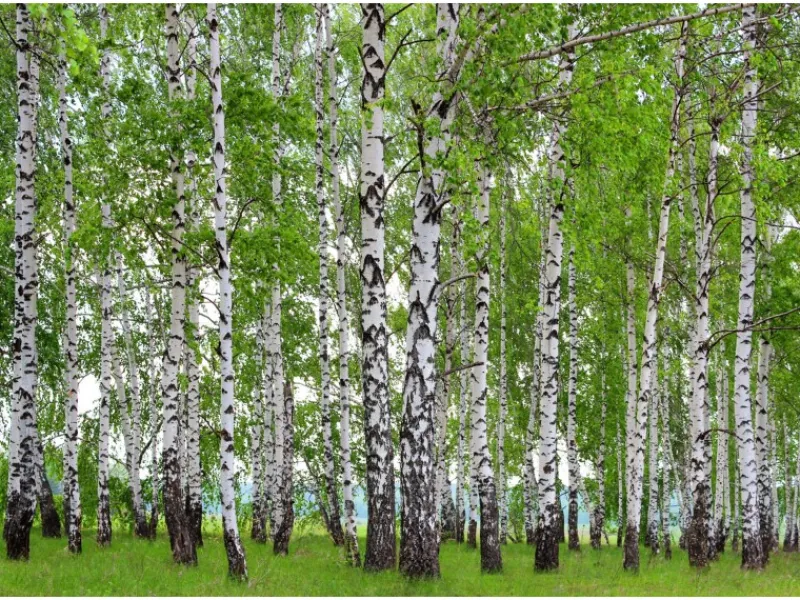 Sanders & Sanders Fototapete Bewaldete Landschaft Grün 360 x 270 cm 600417