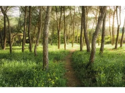 Komar Vlies Fototapete Blütenzauberwald 450x280 cm