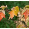 Acer Buergerianum Dreispitz-Ahorn 60–80 cm Dekoratives Laub