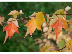 Acer Buergerianum Dreispitz-Ahorn 60–80 cm Dekoratives Laub