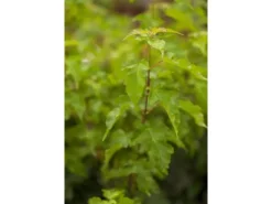 Acer Ginnala Feuer-Ahorn 150–200 cm Leuchtend Rot Im Herbst