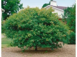 Acer Ginnala Feuer-Ahorn 150–200 cm Leuchtend Rot Im Herbst