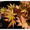Acer Palmatum Autumn Moon Japanischer Ahorn Gelb-Orange 80–100 cm