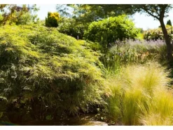 Hot Acer Palmatum Dissectum Japanischer Ahorn Filigran 50–60 cm