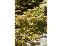 Acer Palmatum Kamagata Japanischer Ahorn 40–60 cm