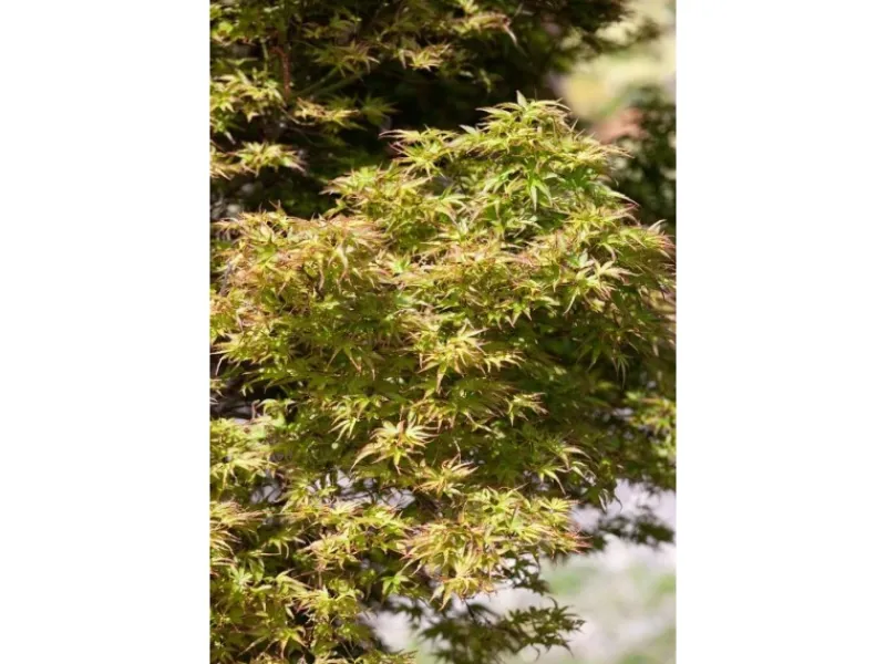 Acer Palmatum Kamagata Japanischer Ahorn 40–60 cm