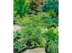 Acer Palmatum Kamagata Japanischer Ahorn 40–60 cm