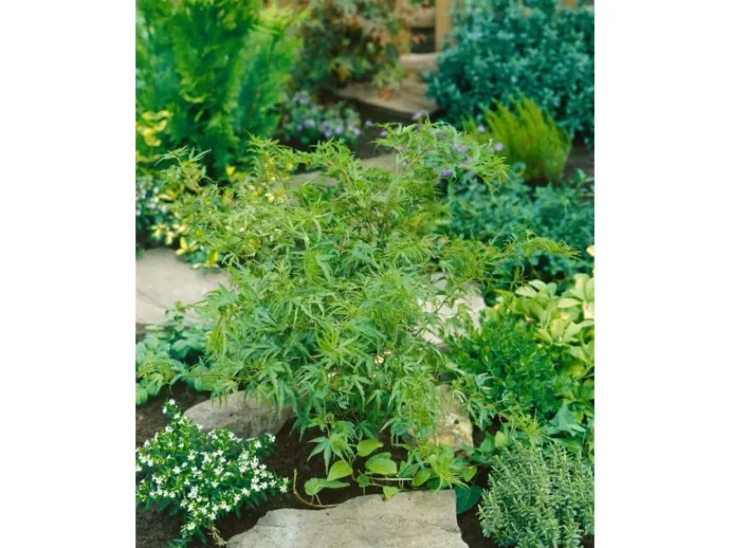 Acer Palmatum Kamagata Japanischer Ahorn 40–60 cm