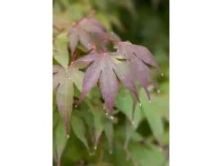 Acer Palmatum Moonfire Japanischer Ahorn Rot 60–80 cm