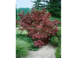 Acer Palmatum Moonfire Japanischer Ahorn Rot 60–80 cm