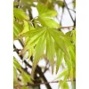 Acer Palmatum Orange Dream Japanischer Ahorn Orange 100–125 cm