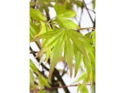 Hot Acer Palmatum Orange Dream Japanischer Ahorn Orange 60–80 cm