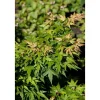 Acer Palmatum Seiun Kaku Japanischer Ahorn 60–80 cm