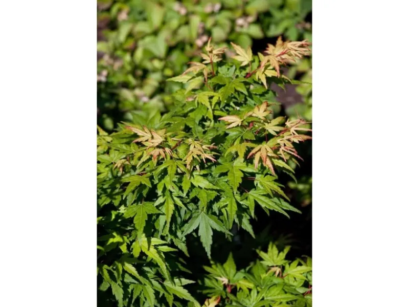 Acer Palmatum Seiun Kaku Japanischer Ahorn 60–80 cm