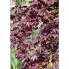Acer Palmatum Shojo Nomura Japanischer Ahorn Rot 60–80 cm