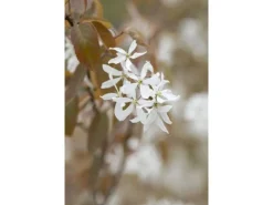 Best Amelanchier Ballerina Felsenbirne Weiß 60–100 cm