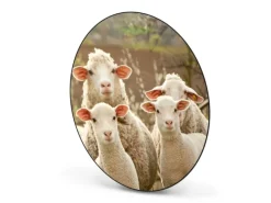 Banjado Magnettafel Rund Größe 47cm Magnetwand Schwarz Aus Metall Magnetpinnwand Pinnwand Motiv Schaffamilie