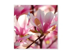 Best Banjado Magnettafel 50x50cm Magnetwand Weiß Aus Metall Magnetpinnwand Pinnwand Inkl. 4 Magnete Motiv Magnolia