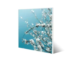 Hot Banjado Magnettafel 50x50cm Magnetwand Weiß Aus Metall Magnetpinnwand Pinnwand Inkl. 4 Magnete Motiv Weiße Kirschblüten