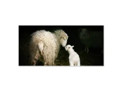 Banjado Magnettafel 78x37cm Magnetwand Weiß Aus Metall Magnetpinnwand Pinnwand Inkl. 4 Magnete Motiv Schaf Und Lamm