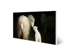 Banjado Magnettafel 78x37cm Magnetwand Weiß Aus Metall Magnetpinnwand Pinnwand Inkl. 4 Magnete Motiv Schaf Und Lamm