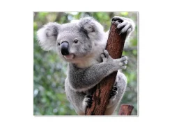 Clearance Banjado Magnettafel 50x50cm Magnetwand Weiß Aus Metall Magnetpinnwand Pinnwand Inkl. 4 Magnete Motiv Koala