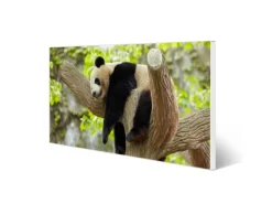 Hot Banjado Magnettafel 78x37cm Magnetwand Weiß Aus Metall Magnetpinnwand Pinnwand Inkl. 4 Magnete Motiv Panda