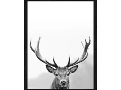 Sale Pro Art Bild mit Rahmen Anonymus Grey Deer Head III 42,5 cm x 32,5 cm